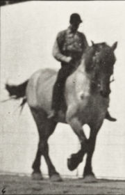 Plate 578 'Dusel' walking, bareback — figure reference